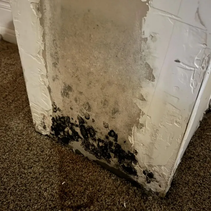 Professional Mold Removal in Kirtland, NM
